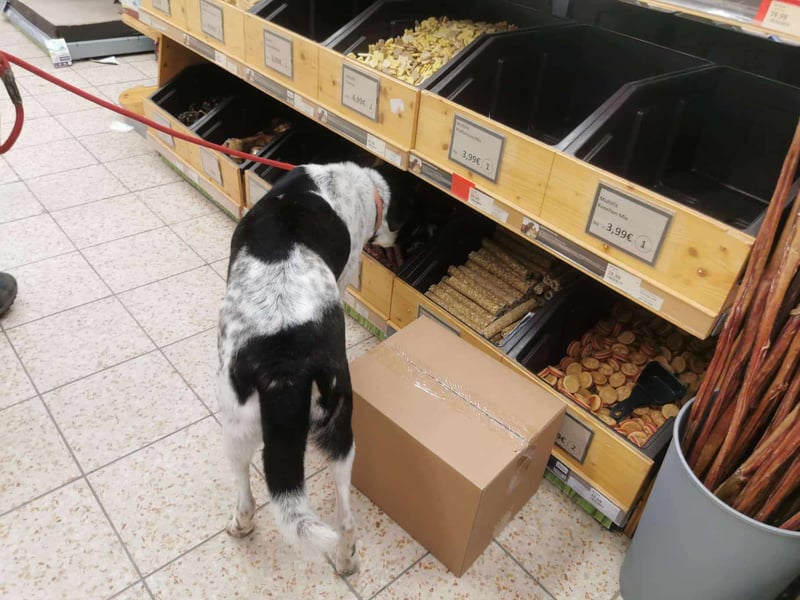 Tiger, toller Hecht sucht seine Menschen