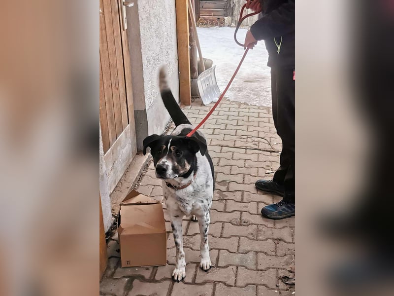 Tiger, toller Hecht sucht seine Menschen