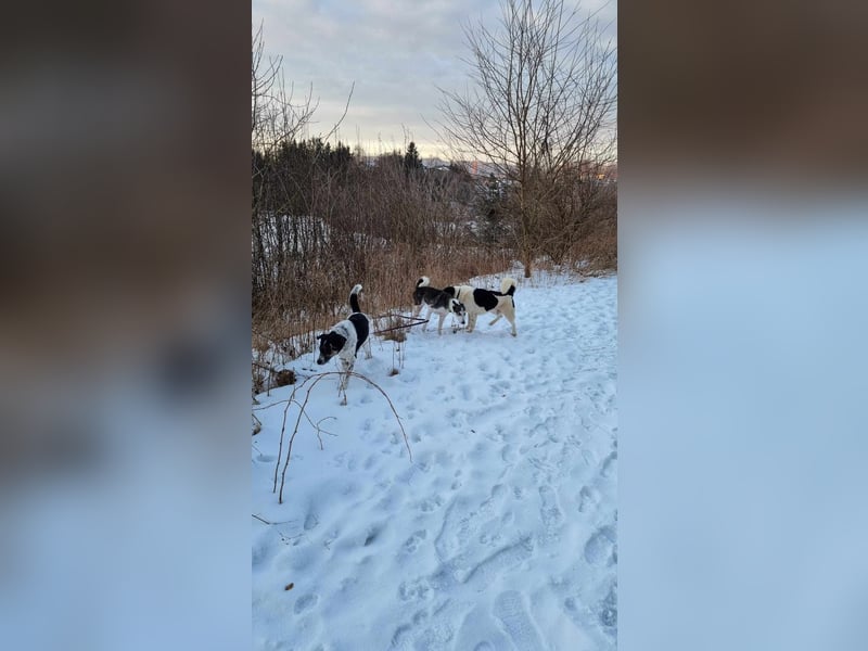 Tiger, toller Hecht sucht seine Menschen