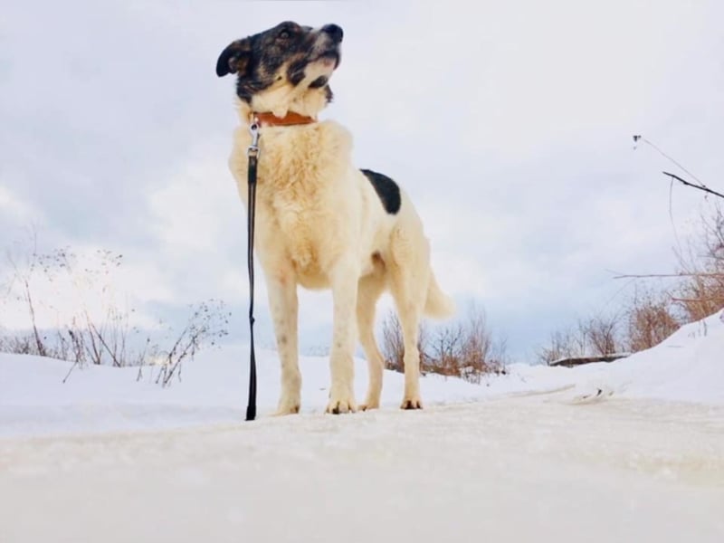 Ares
