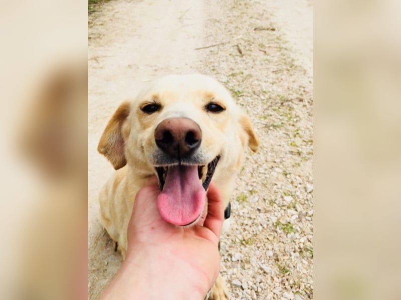 Happy Mark - familiärer Traumhund