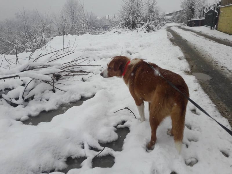Snowy