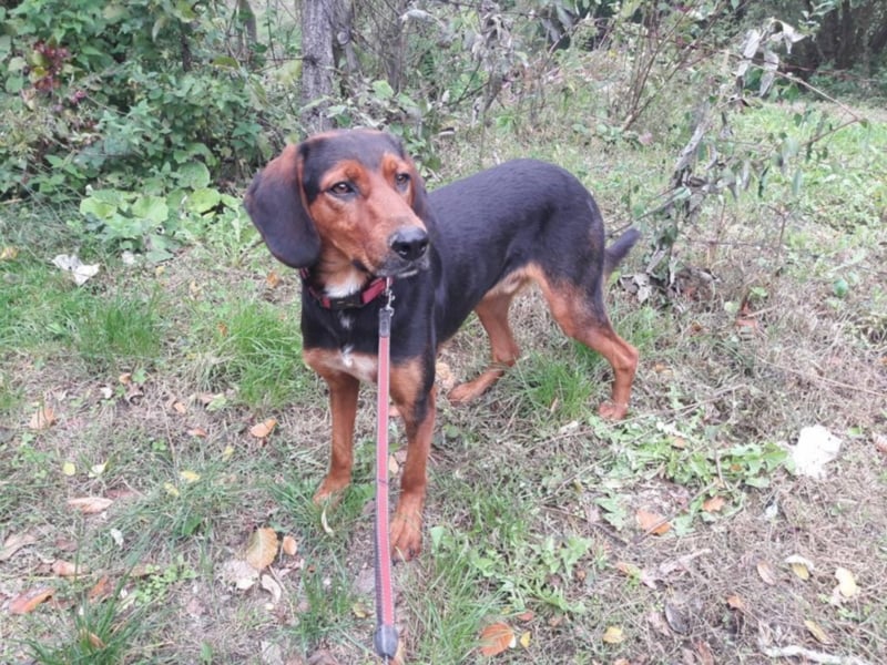 Buddy Beau