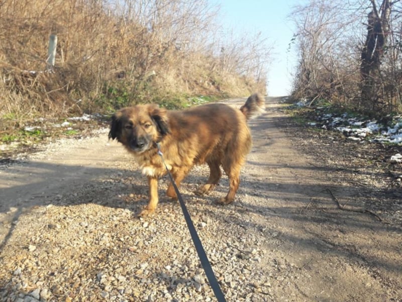 Kusi