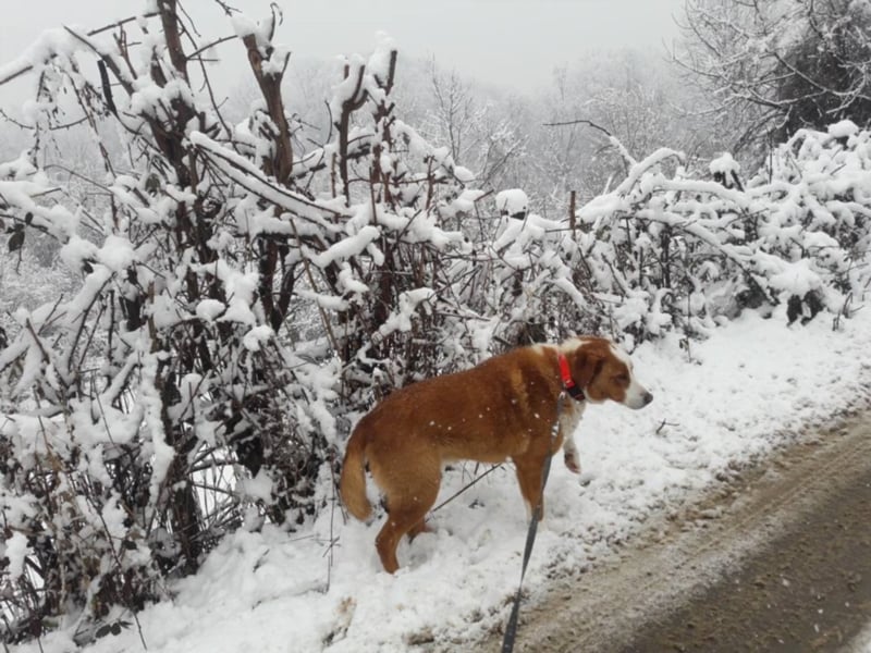 Snowy