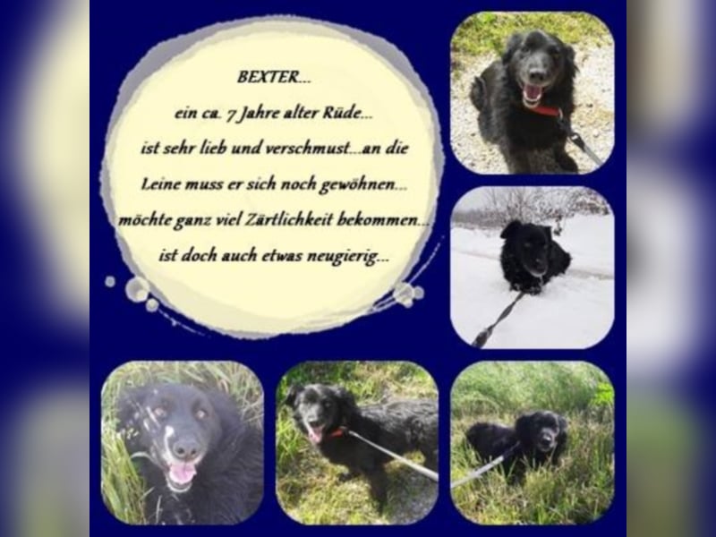 Bexter 