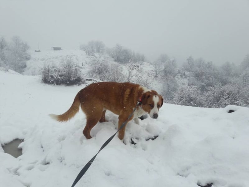 Snowy