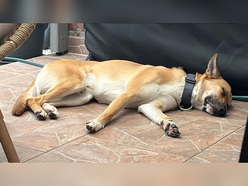 Mica, 3 Jahre, sucht ein neues Zuhause