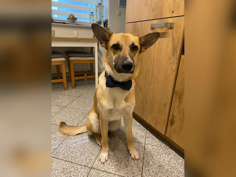Mica, 3 Jahre, sucht ein neues Zuhause