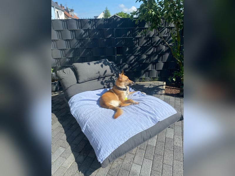 Mica, 3 Jahre, sucht ein neues Zuhause