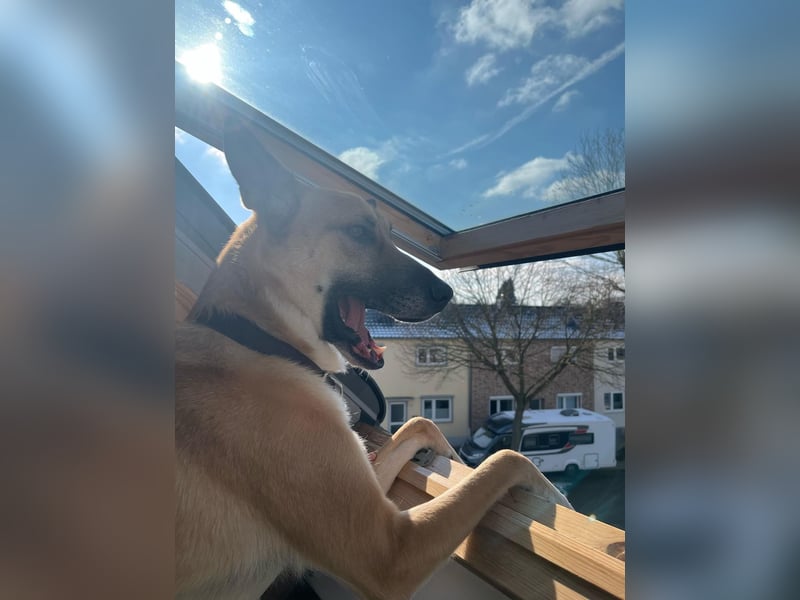 Mica, 3 Jahre, sucht ein neues Zuhause