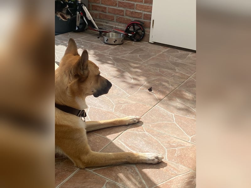 Mica, 3 Jahre, sucht ein neues Zuhause