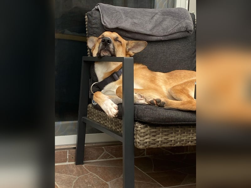Mica, 3 Jahre, sucht ein neues Zuhause