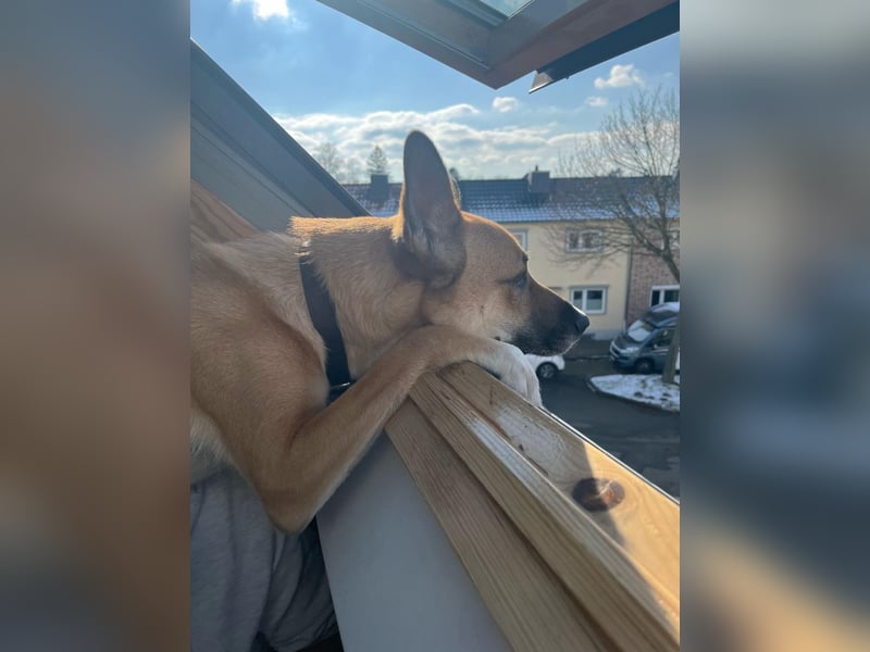 Mica, 3 Jahre, sucht ein neues Zuhause