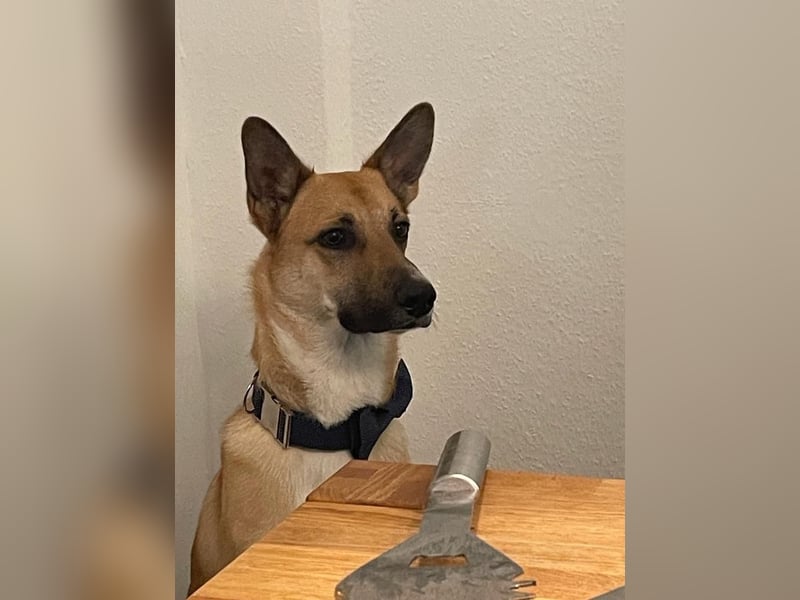 Mica, 3 Jahre, sucht ein neues Zuhause
