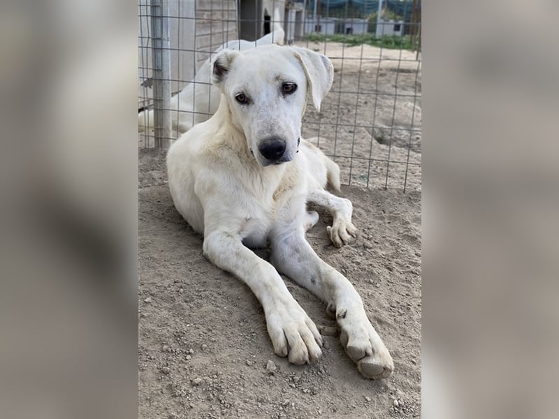 Santa, geb. ca. 06/2023, lebt in GRIECHENLAND, im städt. Tierheim Serres