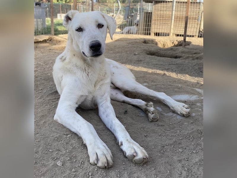 Santa, geb. ca. 06/2023, lebt in GRIECHENLAND, im städt. Tierheim Serres