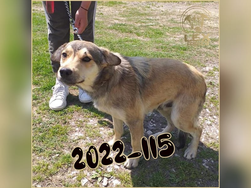 2022-115 hofft auf Rettung