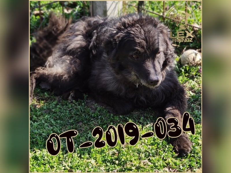 OT-2019-034 seit Welpe hier eingesperrt