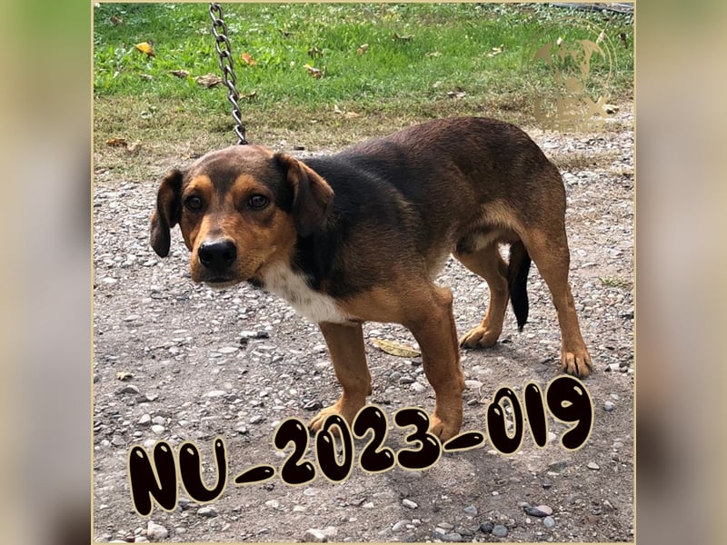 NU-2023-019 hofft auf Rettung