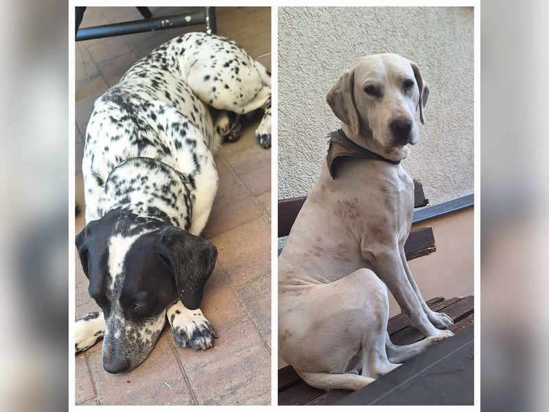 Dalmatiner-Labrador Welpen suchen liebevolles zu Hause