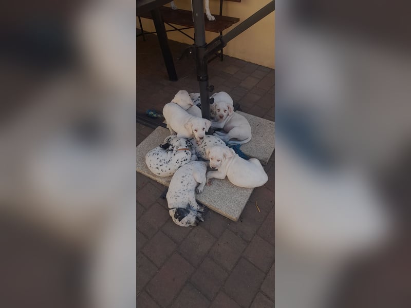 Dalmatiner-Labrador Welpen suchen liebevolles zu Hause
