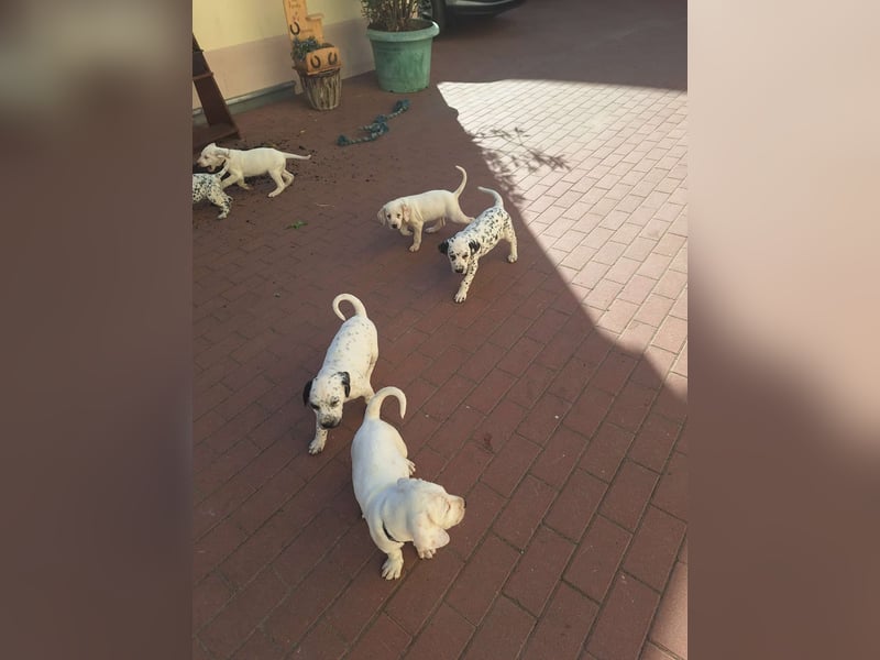 Dalmatiner-Labrador Welpen suchen liebevolles zu Hause