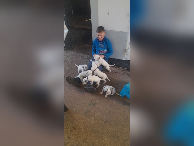 Dalmatiner-Labrador Welpen suchen liebevolles zu Hause