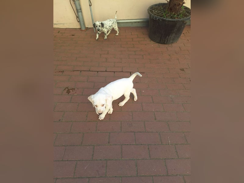 Dalmatiner-Labrador Welpen suchen liebevolles zu Hause