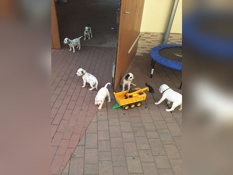 Dalmatiner-Labrador Welpen suchen liebevolles zu Hause