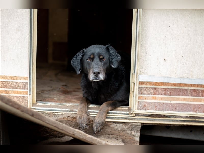 THORE - 8 Jahre - Mischling