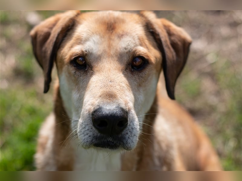 JOKER - 9 Jahre - Mischling