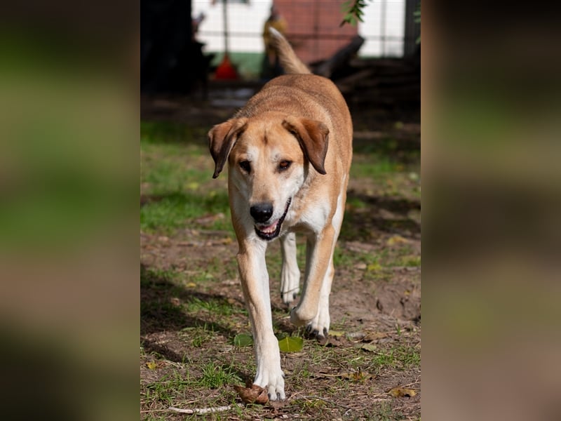 JOKER - 9 Jahre - Mischling