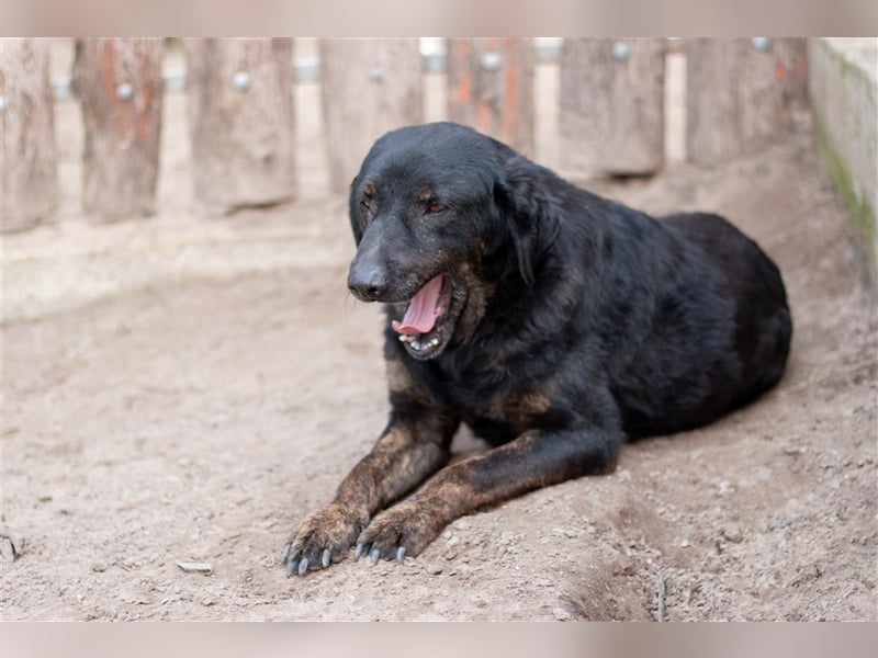 OLI - 7 Jahre - Mischling