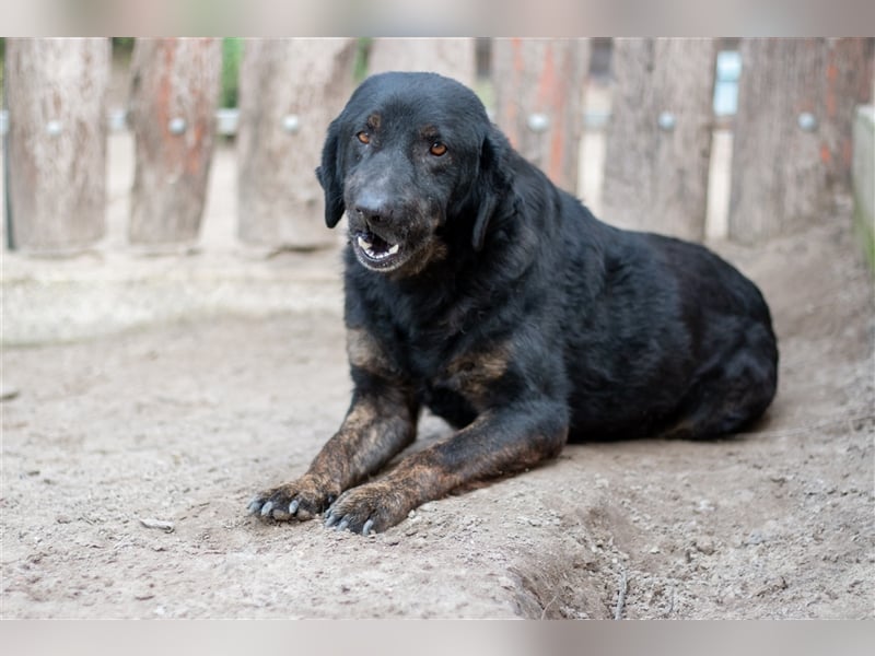 OLI - 7 Jahre - Mischling