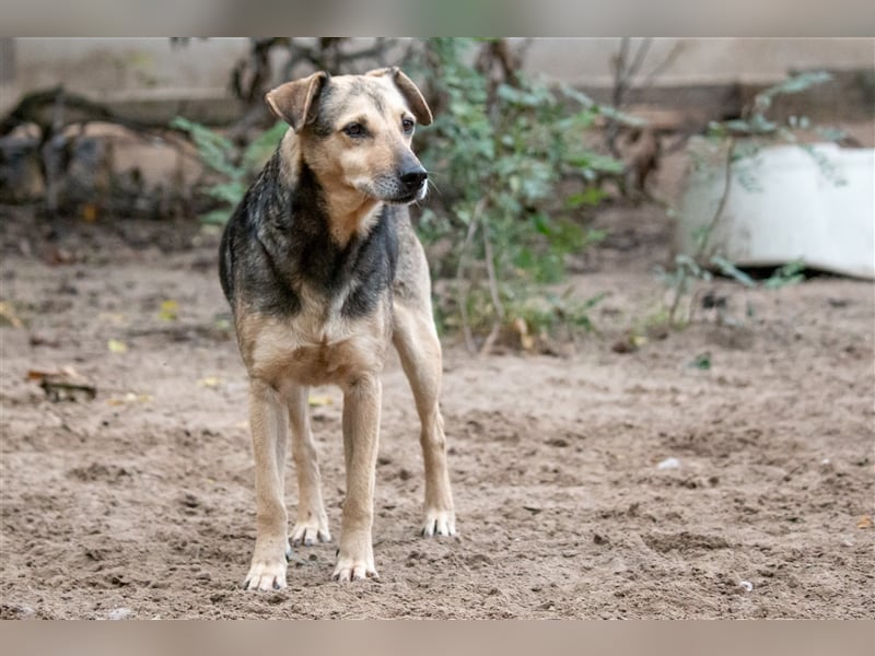 ARTHUR - 9 Jahre - Mischling