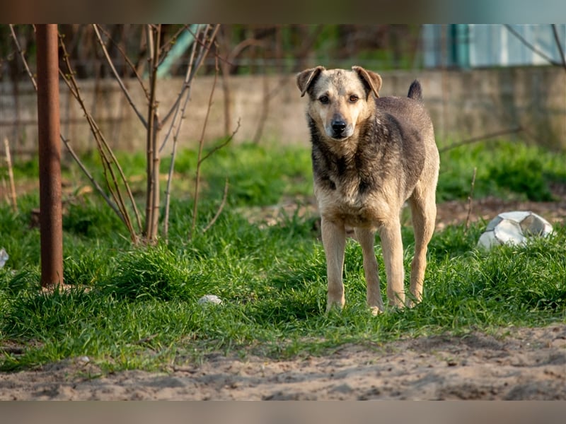 ARTHUR - 9 Jahre - Mischling