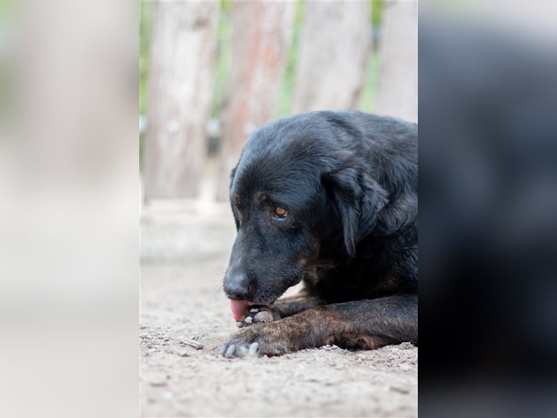 OLI - 7 Jahre - Mischling