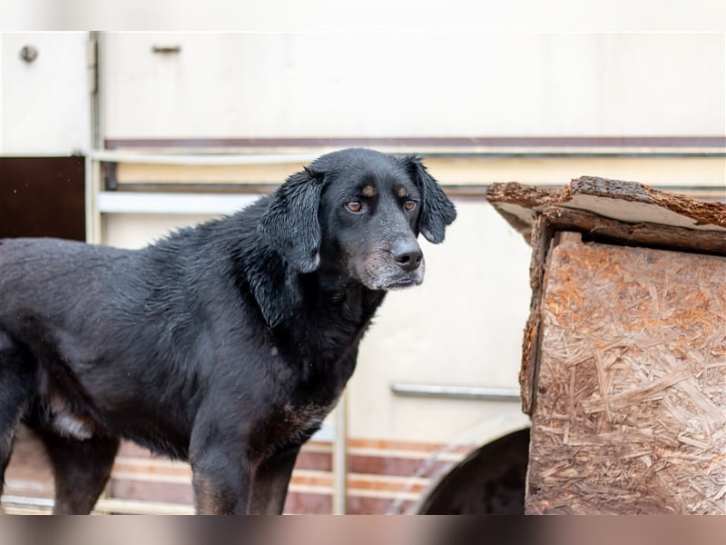 THORE - 8 Jahre - Mischling
