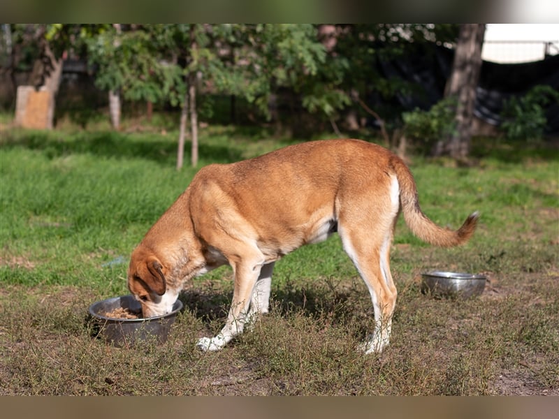 JOKER - 9 Jahre - Mischling
