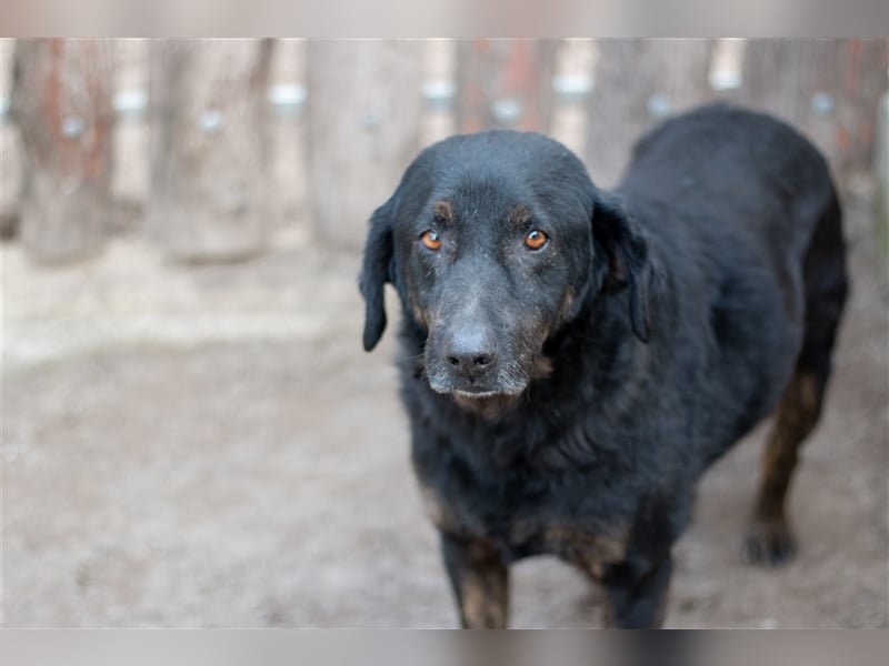 OLI - 7 Jahre - Mischling