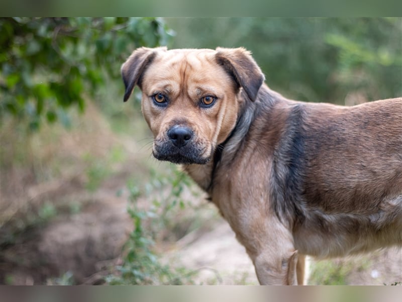 AUGE - 9 Jahre - Mischling