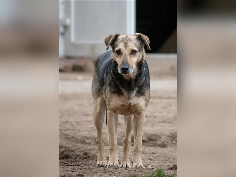 ARTHUR - 9 Jahre - Mischling