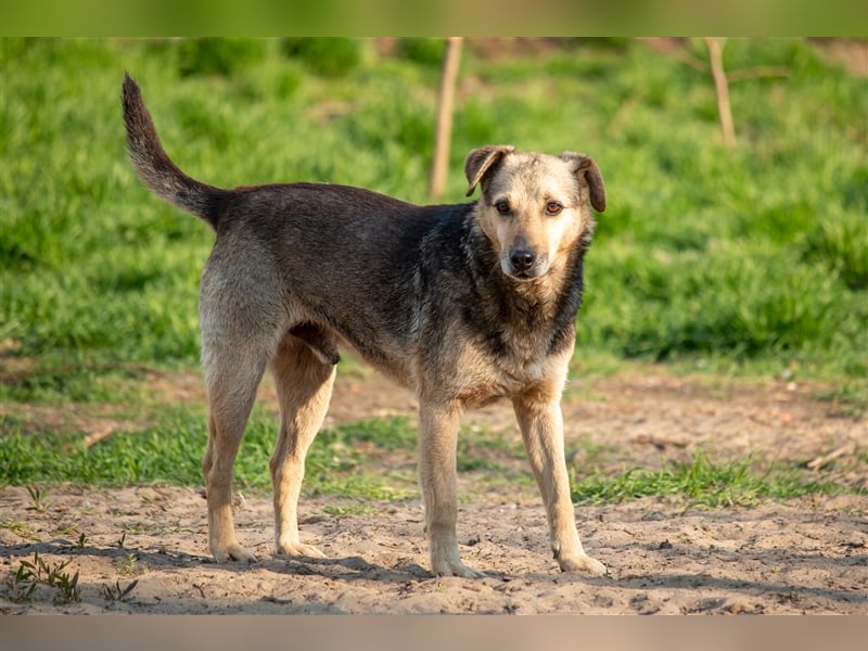ARTHUR - 9 Jahre - Mischling