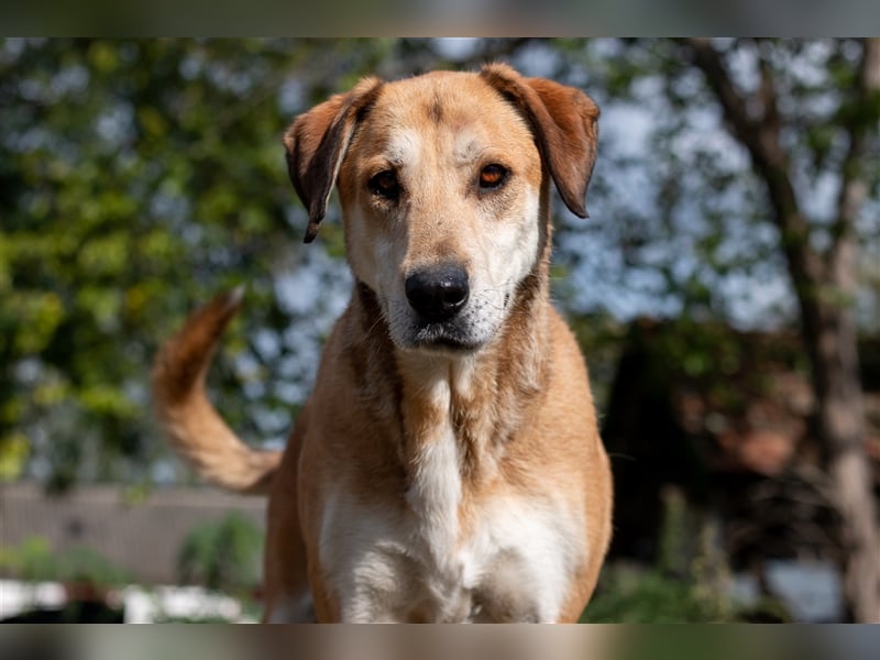 JOKER - 9 Jahre - Mischling