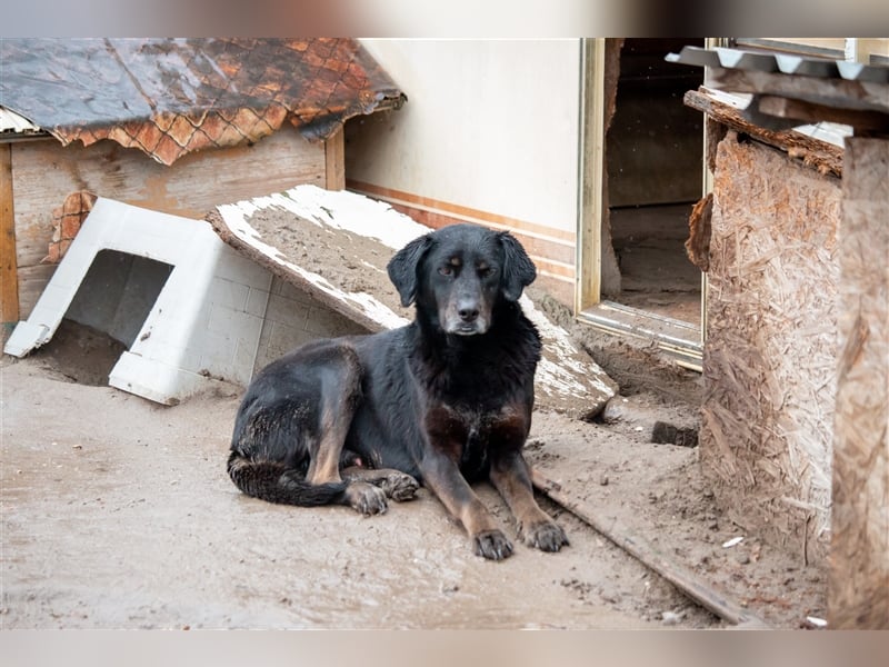 THORE - 8 Jahre - Mischling