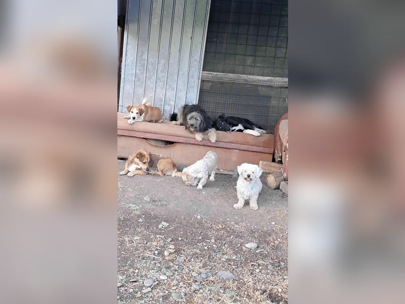 Kleiner Senior Tristan sucht sein Zuhause