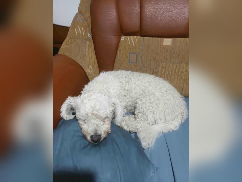Kleiner Senior Tristan sucht sein Zuhause