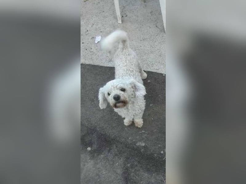 Kleiner Senior Tristan sucht sein Zuhause