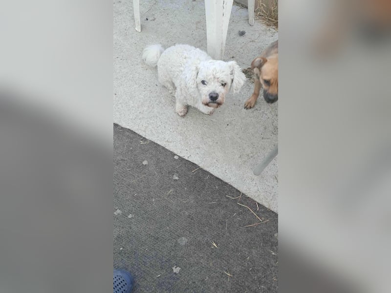Kleiner Senior Tristan sucht sein Zuhause